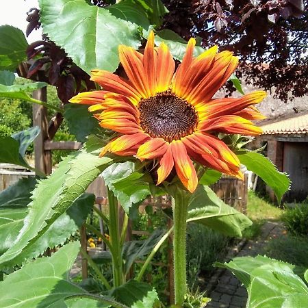 La Bernardiere Les Tournesols B&B 외부 사진