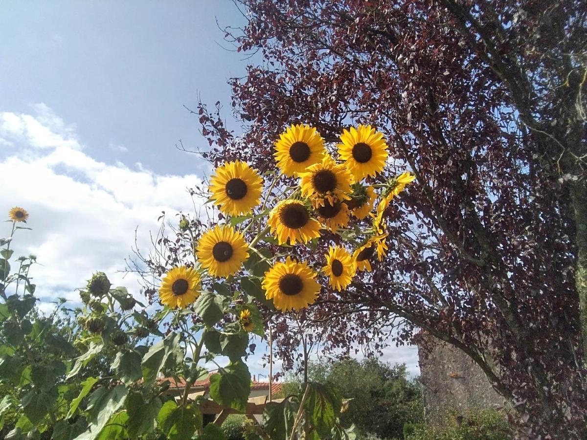 La Bernardiere Les Tournesols B&B 외부 사진