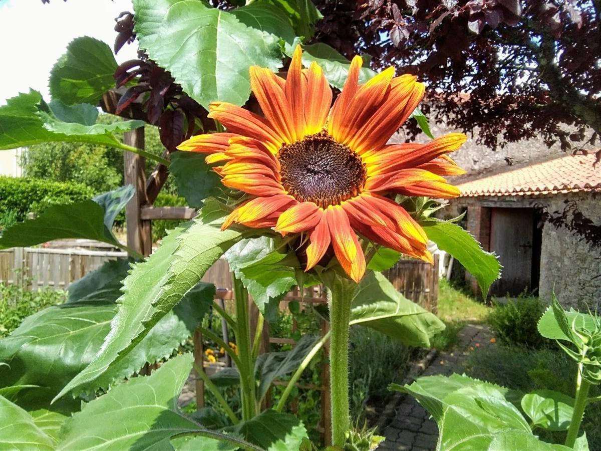 La Bernardiere Les Tournesols B&B 외부 사진